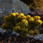 Wintergelbe Zwerg-Berg-Kiefer / Pinus mugo Carstens Wintergold